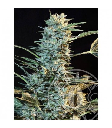 Auto Ak fem. Grassomatic