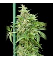 Auto Haze Gom fem. Grassomatic