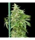 Auto Haze Gom  5 u. fem. Grassomatic