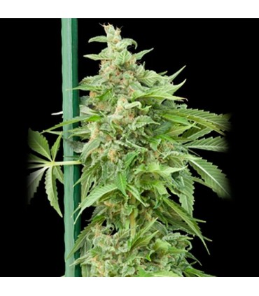 Auto Haze Gom  5 u. fem. Grassomatic