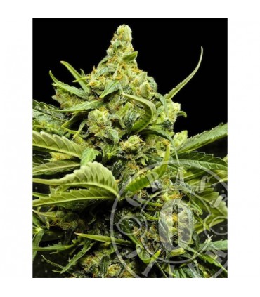 Auto Maxi Gom fem. Grassomatic