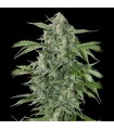 Auto Maxi Haze fem. Grassomatic