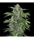 Auto Maxi Haze 3 u. fem. Grassomatic