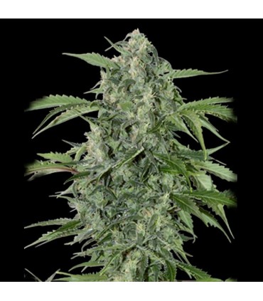 Auto Maxi Haze  5 u. fem. Grassomatic