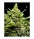 Auto Maxi Gom 10 u. fem. Grassomatic