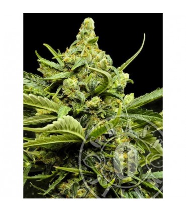 Auto Maxi Gom 10 u. fem. Grassomatic