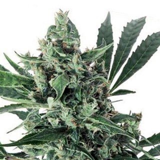 Auto Med Gom 1.0 - 3 u. Grassomatic