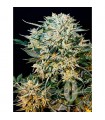 Auto Sugar Gom  3 u. fem. Grassomatic