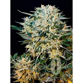 Auto Sugar Gom  5 u. fem. Grassomatic