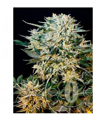 Auto Sugar Gom  5 u. fem. Grassomatic