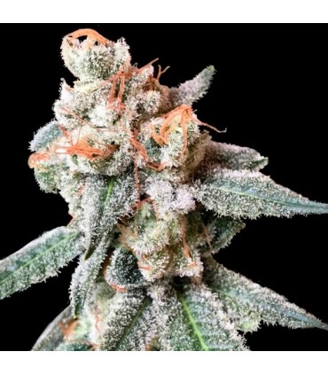 BT7 6 u. fem. DNA Genetics