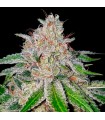 Cherry 18 fem. DNA Genetics