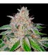 Cherry 18 6 u. fem. DNA Genetics