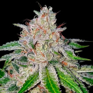 Cherry 18 6 u. fem. DNA Genetics