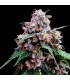 Lemon 18 fem. DNA Genetics