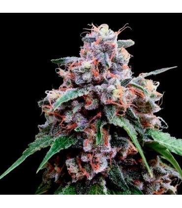 Lemon 18 6 u. fem. DNA Genetics