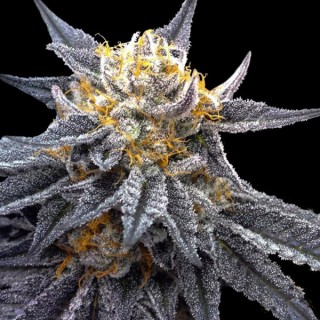 SSOG fem. DNA Genetics