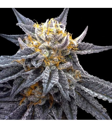 SSOG fem. DNA Genetics