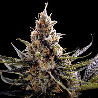 24K Gold fem. DNA Genetics
