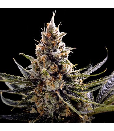 24K Gold fem. DNA Genetics