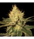 Cannalope Haze fem. DNA Genetics