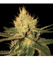 Cannalope Haze fem. DNA Genetics