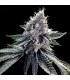 Sour Kosher fem. DNA Genetics