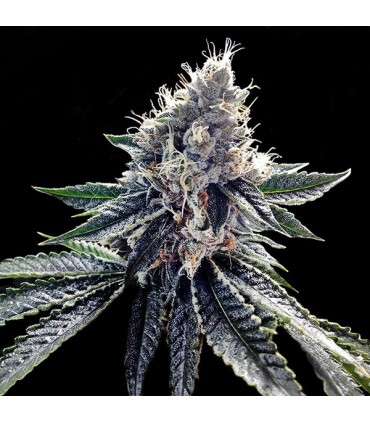 Sour Kosher fem. DNA Genetics