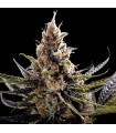 24K Gold  6 u. fem. DNA Genetics