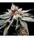 Dj`s Gold 6 u. fem. DNA Genetics