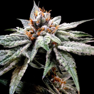 Dj`s Gold 6 u. fem. DNA Genetics