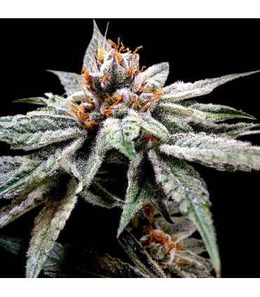 Dj`s Gold 6 u. fem. DNA Genetics