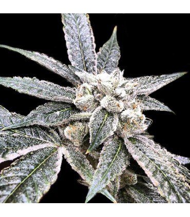 Golden Berry 6 u. fem. DNA Genetics