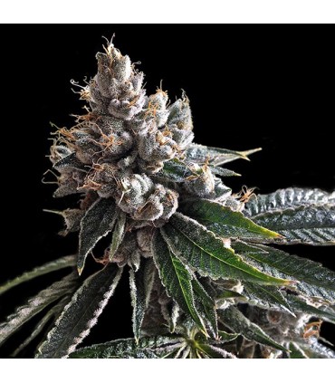 Golden Lemons 6 u. fem. DNA Genetics