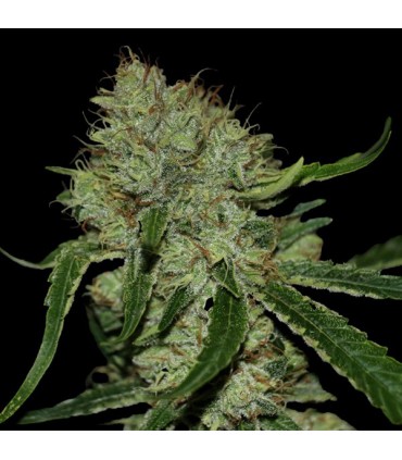 Tangilope 6 u. fem. DNA Genetics