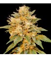 SnowLAnd 6 u. fem. Edición Limitada DNA Genetics