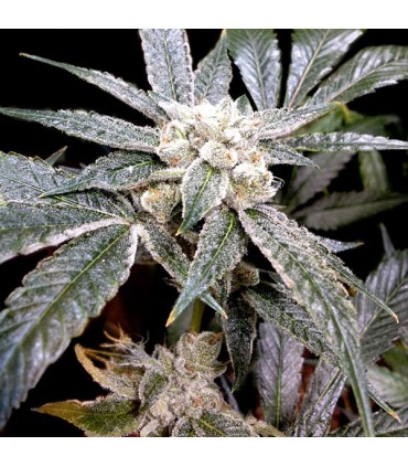 El fuego 6 u. fem. GYO DNA Genetics