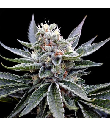 Florida Gold 6 u. fem. GYO DNA Genetics