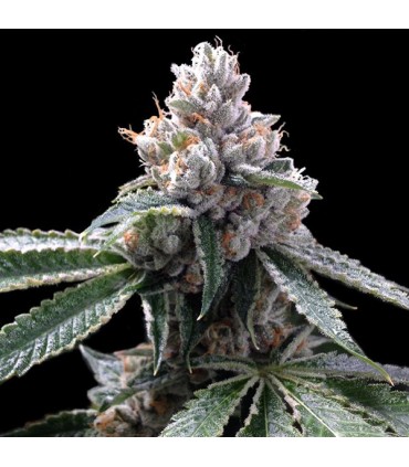 Florida Lemons 6 u. fem. GYO DNA Genetics