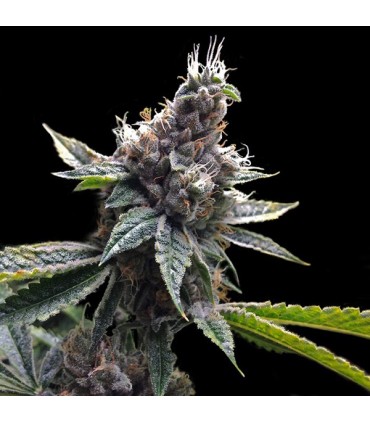 Florida OG 6 u. fem. GYO DNA Genetics