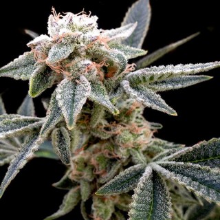 White Walker 6 u. fem. GYO DNA Genetics