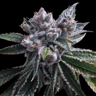 Auto El Fuego 6 u. fem. DNA Genetics
