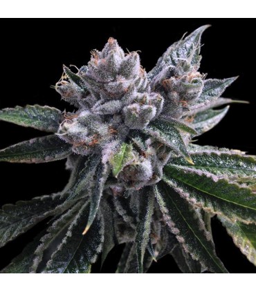 Auto El Fuego 6 u. fem. DNA Genetics