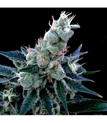 Double Alien 18 -  6 u. fem. GYO DNA Genetics