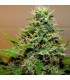 Cannalope Haze 6 u. fem. DNA Genetics