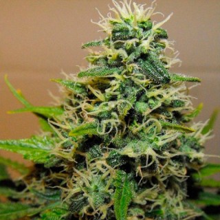 Cannalope Haze 6 u. fem. DNA Genetics