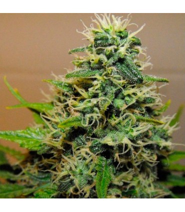 Cannalope Haze 6 u. fem. DNA Genetics