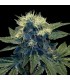 Sharksbreath fem. GYO DNA Genetics