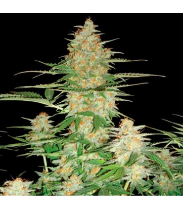 Auto 60 Day Wonder fem. DNA Genetics