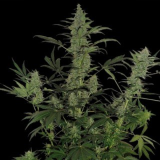 Auto 60 Day Lemon fem. DNA Genetics